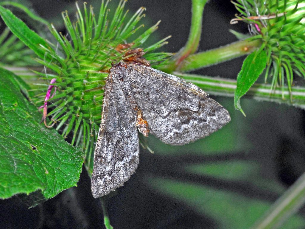 Geometridae: Alcis repandata, femmina